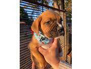 Boxer hembra