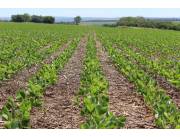 Exclusivo campo agropecuario con alta producción de 1200 has.