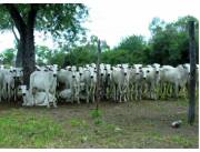 ZONA NEULAND - ESTANCIA GANADERA EN PRODUCCION A TRANQUERA CERRADA