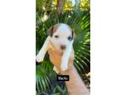 Jack russell raza pura