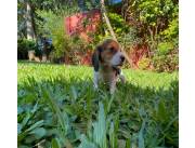 BEAGLE