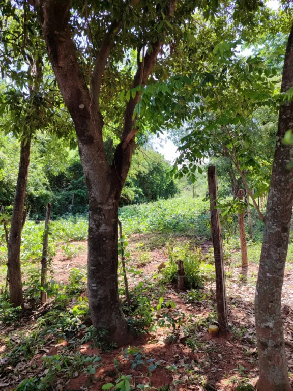 TARUMANDY, LUQUE, CAMINO SANBER: 3 LOTES MULTIUSO, 360M2 CU, UBICACIÓN IDEAL. — foto 2