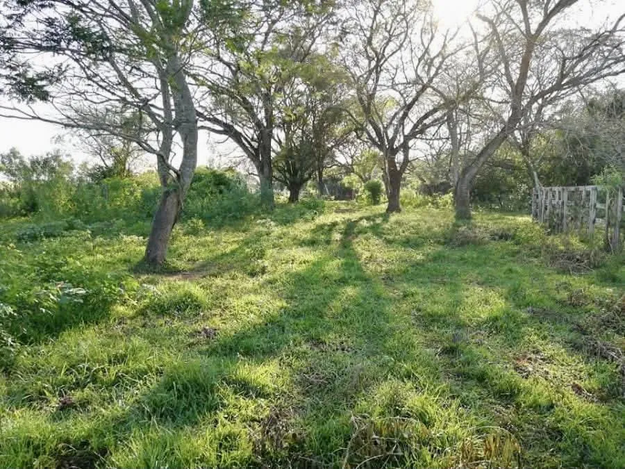 Terreno AgrícolaGanadero en General Artigas - 27 Ha. — foto 2