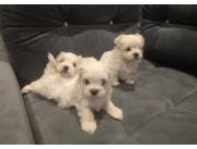 Bichón maltes