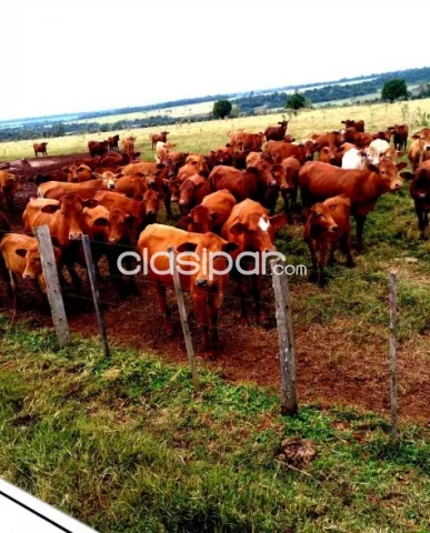 Vendo Campo de 1.328 Hectáreas en San Pedro - CLCS7066737 — foto 2