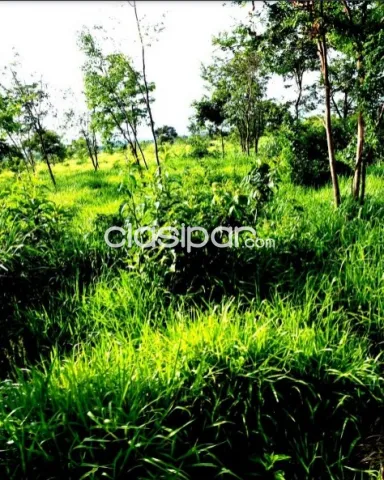 Vendo Campo de 1.328 Hectáreas en San Pedro - CLCS7066737 — foto 3