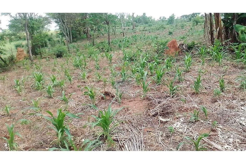 VENDO CAMPO DE 12 HAS 9.690 MTS.2 EN CURUGUATY — foto 3