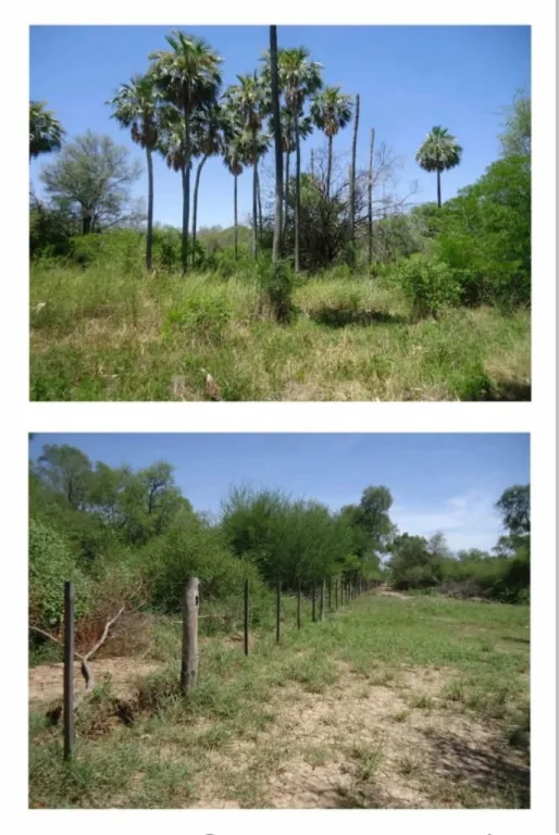 MCAL. ESTIGARRIBIA, TTE. PICO: INMEJORABLE ESTABLECIMIENTO, 2.220 HAS, PASTURAS DIVERSAS. — photo 3