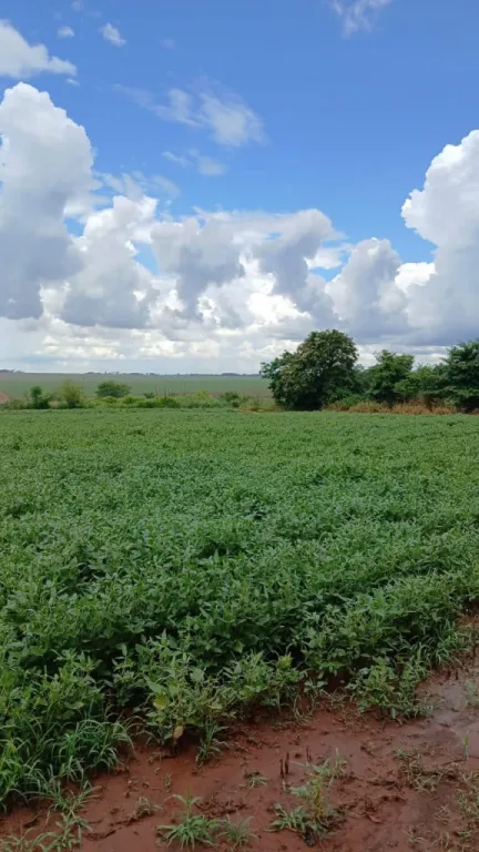 Campo Agrícola en Choré - 190 Ha. — foto 2