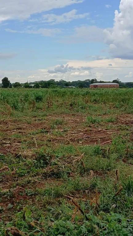 Campo Agrícola en Choré - 190 Ha. — foto 3