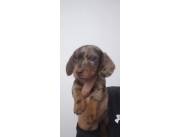 Teckel chocolate merle