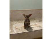 Cachorro, Pincher