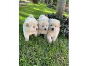 Chow chow