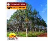 2 HECTÁREAS EN VENTA -KM 16 ACARAY
