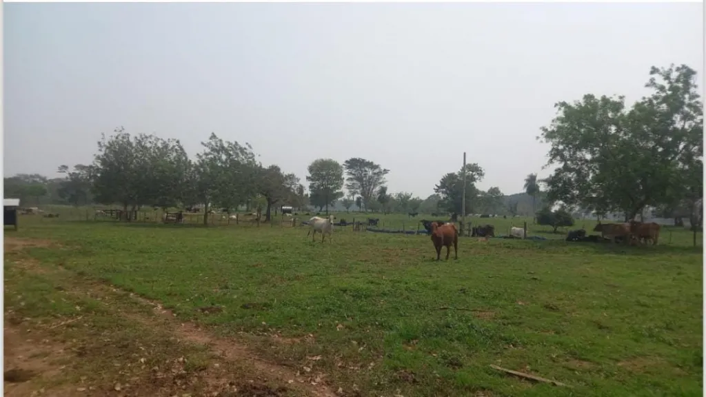 Vendo Campo de 2.000 Hectáreas en San Pedro, Gral E. Aquino - CLCS7073641 — foto 3