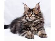 Gatitos Maine Coon