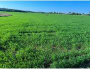 Campo Agrícola Mecanizado en La Paz - 126 Ha.