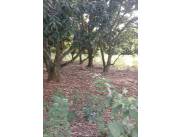 Vendo Terreno con Arroyo