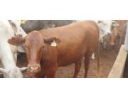Busco Hoteleria Bovina a campo