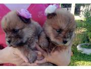 Vendo hermoso cachorros chow chow