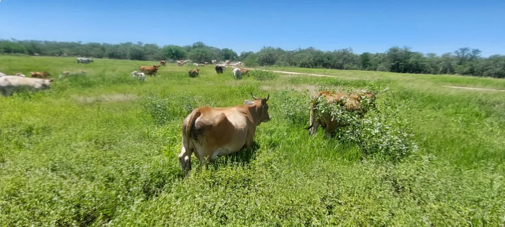 ESTABLECIMIENTO - EN VENTA – Distrito: Presidente Hayes, Zona: Tte. Manuel Irala Fernández — foto 3