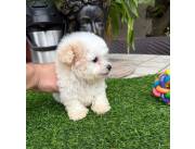 Caniche mini mini