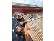 Doberman cachorros