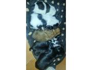 Shitzus cachorros