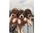 Beagle