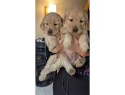 Cachorros golden
