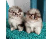 POMERANIA CHOCOMERLE CON PEDIGREE CBKC