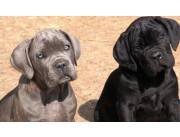 Cachorros Cane Corso
