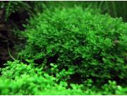 Musgo Pellia
