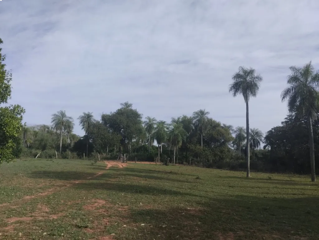 CAMPO EN NUEVA COLOMBIA — foto 3