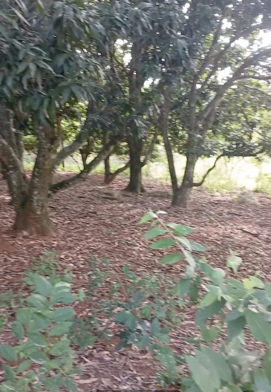 Remato Terreno con Arroyo — foto 3