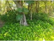 Terreno en Venta – Emboscada, Camino a Nueva Colombia