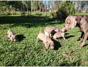 Weimaraner Puro