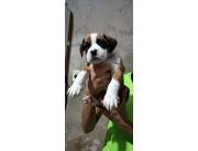 BOXER CACHORROS