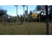 VENDO 27 HECTÁREAS EN PARAGUARI