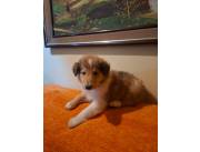 cachorros Rough Collie