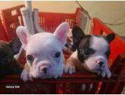 Hermosos cachorritos bulldog francés