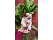 BULLDOG FRANCES HEMBRA