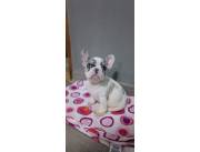 BULLDOG FRANCES HEMBRA