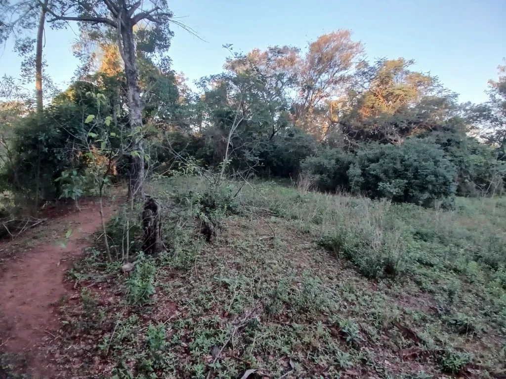 LUQUE, LIMPIO, PROX. RUTA: 3.2 HAS, IDEALES P LOTEAMIENTOS, DESARROLLOS INMOBILIARIOS. — foto 3
