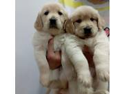 Golden retriever 🐕 ✨️