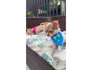 Chihuahua ✨️