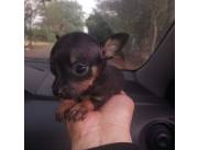 Pinscher cero