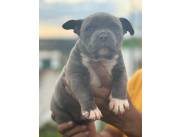 AMERICAN BULLY MACHO