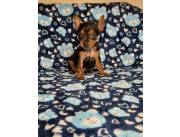 PINSCHER CERO, PINCHER CERO