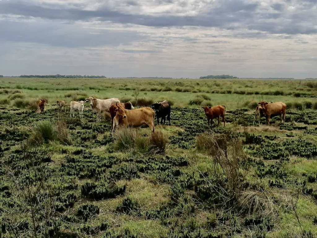 600 HA. DE CAMPO EN SAN IGNACIO - MISIONES — foto 3